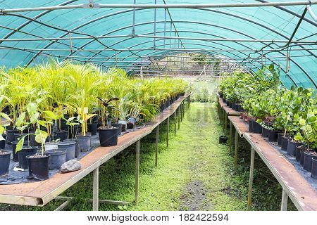 Tree and tropical plant in nursery Martinique