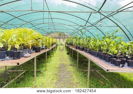 Tree and tropical plant in nursery Martinique