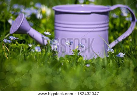 Violet Watering Kashpo Of Small Blue Flowers Speedwell Outdoors