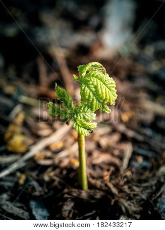 Small green tree sprout plants growing in forest mud ecology concept and hope of environmental preservation