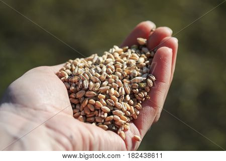 a handful of ripe Golden wheat in the hand