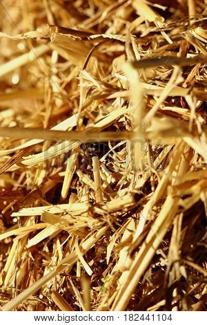 Texture Of Dry Straw. Macro Shot.slective Focus