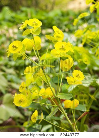 Beautiful Green Euphorbia In The Spring And In The Garden Closeup