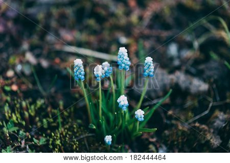 Spring Flowering Muscari Valerie Finnis