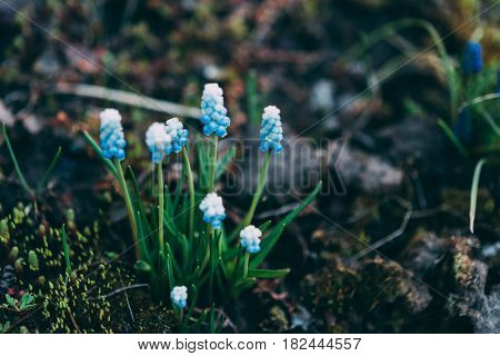 Spring Flowering Muscari Valerie Finnis