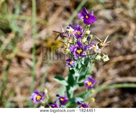 Silene roxo