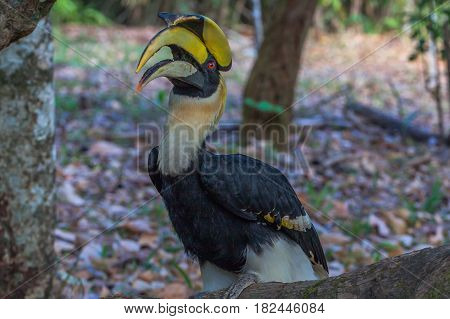 Hornbill On The Tree