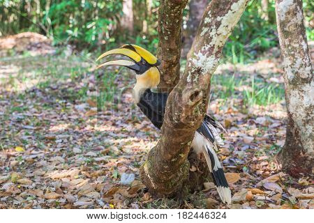 Hornbill On The Tree