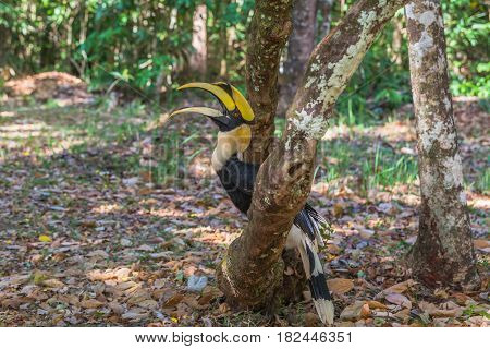 Hornbill On The Tree