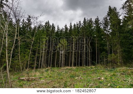 Close-up of big Trees in front of a cloudy sky. Nature in Bavaria.