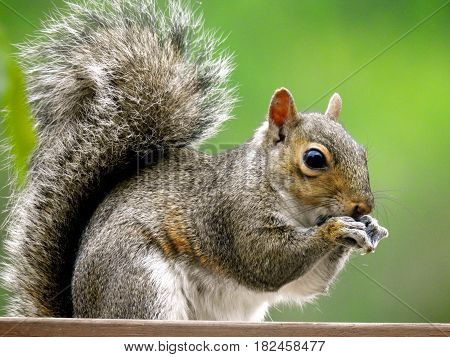 Squirrel, Grey, Red Brown face, Eating at Feeder.
