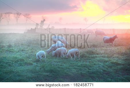 sheep and lambs graze on pasture at sunrise Holland