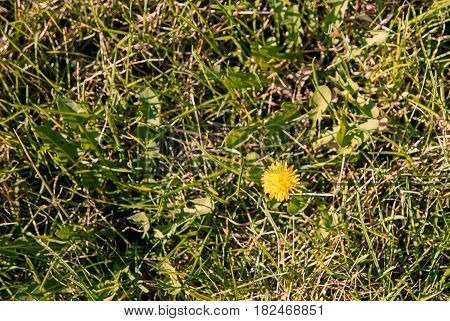 Top view of yellow dandelion flower in mesy grass copyspace.