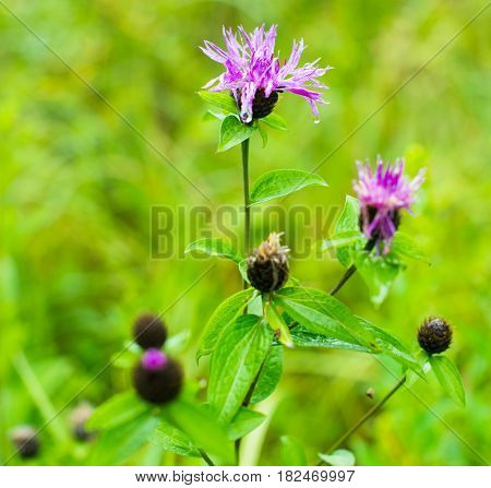 Knapweed (cornflower) flower (Centaurea jacea) in the summer field. Close-up.