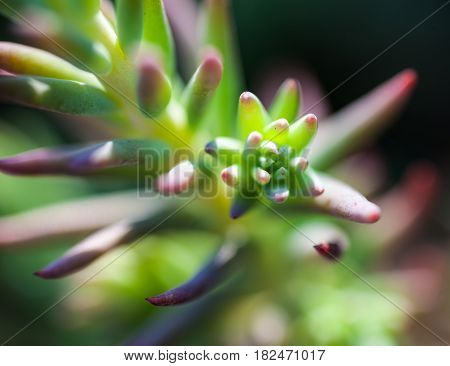 Succulent plant opening. Young fleshy green leaves. Close-up.