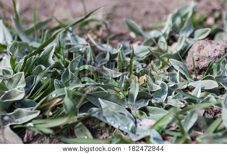 Gray hairy leaves with drops of dew. Close-up.