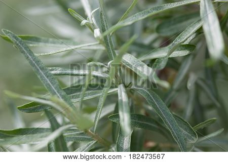 Young leaves on the willow shrubs in spring. Close-up.