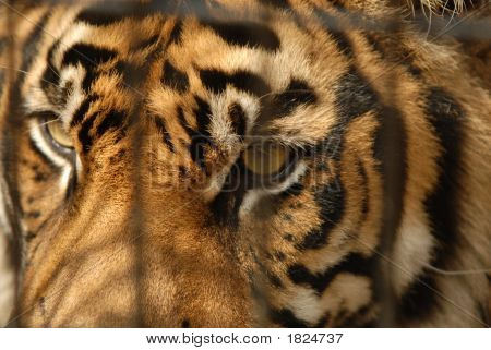 Tiger barer