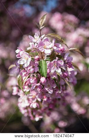 Peach tree blooming branch. Spring blossom. Pink flowers. Close-up.