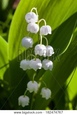 Lily of the valley (Convallaria majalis) white flowers. Spring blossom. Close-up.