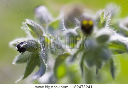 Dark purple nonea (monkswort nonea rossica) flowers. Grayish-green hairy stems leaves and buds. Close-up.