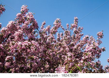Peach tree blooming branches against the sky. Peach blossom.