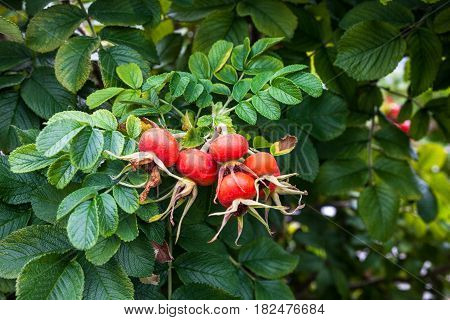 Red rose hips on the dog rose bush.