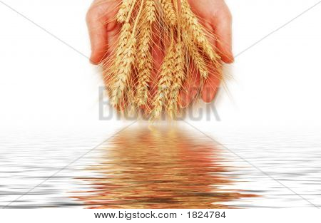 Mãos segurando espigas de trigo isoladas no branco