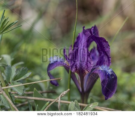 Wild iris flower in Palava area in spring sunny day