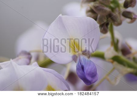 Garden lilac (Wisteria sinensis) is a beautiful shrub of the parks