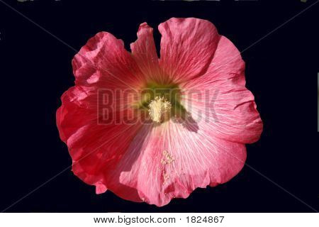 ดอกไม้สีชมพูบนพื้นสีดำ