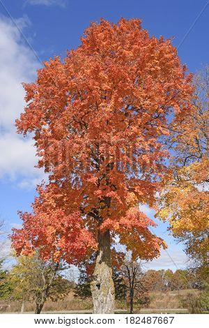Sugar Maple in the Fall near Baraboo Wisconsin