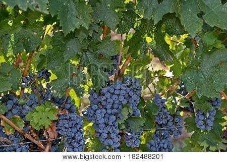 Large and big ripe grapes from old vineyard