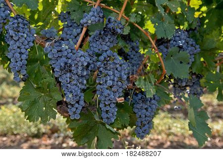 Large and big ripe grapes from old vineyard