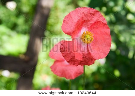 Pink Poppy
