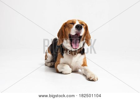 Beagle puppy yawning in front of white background