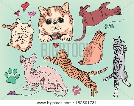 beautiful set of different playing cats and kittens