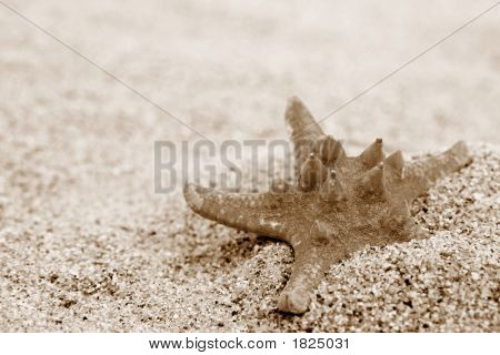 Estrela do mar