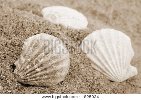 Conchas