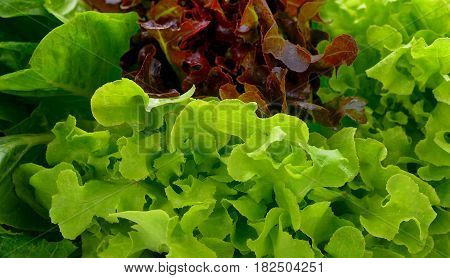 Hydroponic vegetable vegetable Green Oak Red Coral