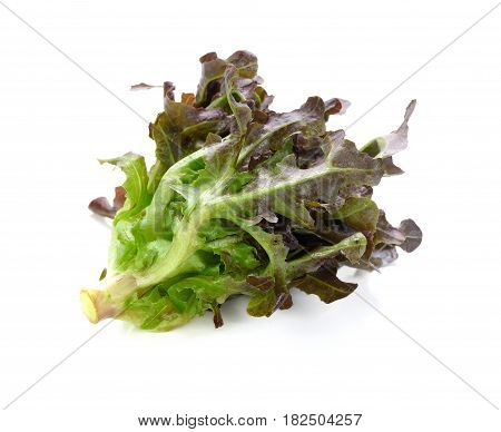green and red lettuce isolated on white background