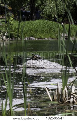Vertical of a large turtle on a rock in the middle of a small lake in the Nature Park, Laval, Quebec on a sunny day in June.