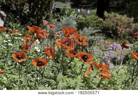 Wide view of a bed of red flowers with brown centers near a walking path in the Nature Park, Laval, Quebec on a sunny day in June.