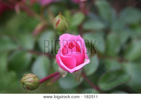 Rosebud