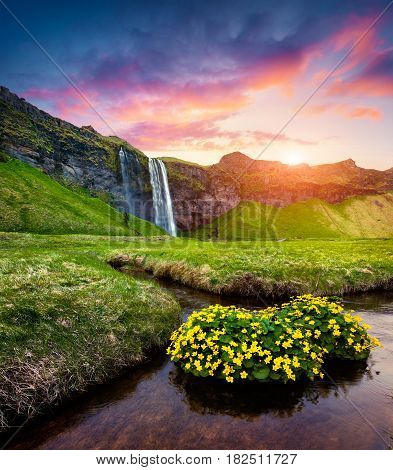 Morning view of Seljalandfoss Waterfall on Seljalandsa river in summer. Colorful sunrise in Iceland Europe. Artistic style post processed photo.