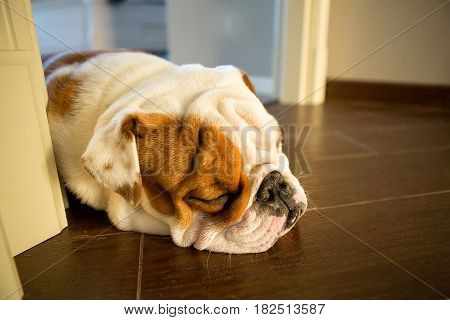 English bulldog in stylish home enjoying life.