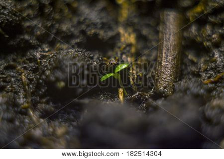 Macro shot of a young sprout and soil