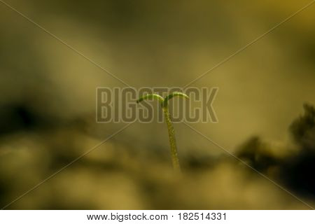 Macro shot of a young sprout and soil