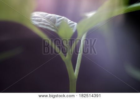 Macro shot of a young sprout and soil