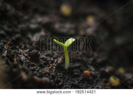 Macro shot of a young sprout and soil